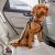 Curli Säkerhetsbälte för bil V2 car safety belt svart röd silver metall hund i bil bilbälte bilkoppel hundkoppel bil bilbur