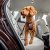 Curli Säkerhetsbälte för bil V2 car safety belt svart röd silver metall hund i bil bilbälte bilkoppel hundkoppel bil bilbur