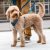 hundsele sele harness antidragsele design reflex stadig hundkoppel hundhalsband blå ocean blue dog copenhagen hundpromenad
