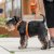 hundsele sele harness antidragsele design reflex stadig hundkoppel hundhalsband orange sun dog copenhagen hundpromenad