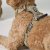 hundsele sele harness antidragsele sele comfort walk pro design reflex stadig hundkoppel hundhalsband beige desert dune dog cope