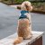hundsele sele harness antidragsele sele comfort walk pro design reflex stadig hundkoppel hundhalsband blå ocean blue dog copenha