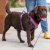 hundsele sele harness antidragsele sele comfort walk pro design reflex stadig hundkoppel hundhalsband lila purple passion dog co