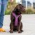 hundsele sele harness antidragsele sele comfort walk pro design reflex stadig hundkoppel hundhalsband grön hunting green dog cop