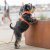 hundsele sele harness antidragsele sele comfort walk pro design reflex stadig hundkoppel hundhalsband lila purple passion dog co