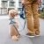 hundkoppel koppel leash design reflex stadig hundsele beige desert dune dog copenhagen hundpromenad urban freestyle
