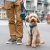hundkoppel koppel leash design reflex stadig hundsele beige desert dune dog copenhagen hundpromenad urban freestyle