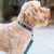 hundhalsband halsband collar design reflex stadig hundkoppel beige desert dune dog copenhagen hundpromenad