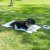 Dogman Kyldyna Prickig Turkos, tre storlekar kylande dyna sommar värme turkos vit varm hund cooling pad mat