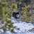 hurtta hundtäcke täcke hund vintertäcke varmt dog coat winter black raven svart varmt återvunnet tyg