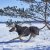 hurtta hundtäcke täcke hund vintertäcke varmt dog coat winter black raven svart varmt återvunnet tyg