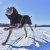 hurtta hundtäcke täcke hund vintertäcke varmt dog coat winter black raven svart varmt återvunnet tyg