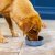 Mason Cash Keramikskål Reactive Paw Blå pet bowl keramik hundskål kattskål vattenskål matskål blågrå stilren i hemmet tidlös blå
