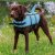 Nobby Flytväst Sharki Blå med hajfena, flera storlekar hundflytväst swimming aid shark sharky simhjälpmedel flytande rolig somma