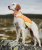 hundväst jaktväst hund reflex orange gul nonstop