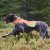 hundväst jaktväst hund reflex orange gul nonstop