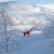 hundoverall jaktoverall jaktväst hund reflex orange svart nonstop