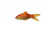 Robocat Goldfish Guldfisk