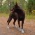 hundskor sommarskor hund svalkande skyddande mot varm asfalt hårt grus tasskydd svala luftiga tasskor rukka grå kardborre
