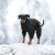 hundoverall vinteroverall varm vintertäcke hundtäcke hundkläder varmt vinter kallt hund rukka svart