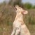 Trixie Bacon bubbles, 120 ml såpbubblor baconsmak hundlek aktivering hundleksak leka hoppa jaga naturlig instinkt