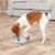 Trixie Dog Activity Mini Solitaire, Nivå 1, 20 cm hundspel aktiveringsleksak hundleksak aktiveringsspel ny färg blå grön