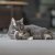 kattleksak med fransar, repkattleksak, Trixie kattleksaker, kattleksak 15 cm, aktiveringsleksak katt, kattleksak 2-pack, jaktlek