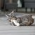 kattleksak sleeping mjuk kattmynta catnip brun grå beige plysch trixie sparkleksak katt mysig rolig
