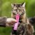 Woolf Wildcat Cream 5-p Chicken 70g kattgodis flytande kräm kyckling slickgodis