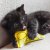 Yeowww! Catnip Chubbymouse 8 cm äkta ekologisk kattmynta kattleksak mus gul knasig knubbig