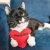 Yeowww! Hearrrt Attack 11 cm the hearts yeowww catnip äkta ekologisk kattmynta kattleksak hjärta plysch röd gul svart bomull