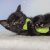 Yeowww! Stinky 8 cm catnip äkta ekologisk kattmynta kattleksak liten fisk gul röd grön stinkies populär bästa kattleksaken