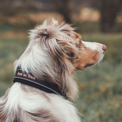 Charlie Hundhalsband, Brun, olika storlekar