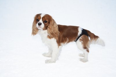 Zoom bild av Tikskydd PetNation