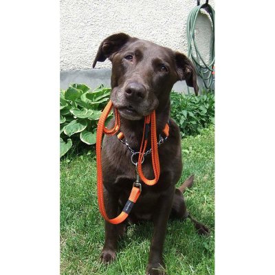 Zoom bild av Rogz Utility Koppel Orange 180 cm, flera storlekar