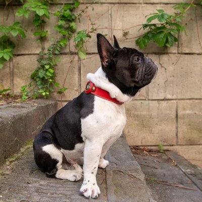 Zoom bild av Airtag Hundhalsband Läder Brun, två storlekar