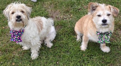 Zoom bild av Rosett på halsband, flera modeller Assar Aygo kundbild