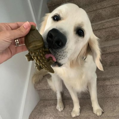 Zoom bild av Whimzees Alligator M, 12 stk, 360g