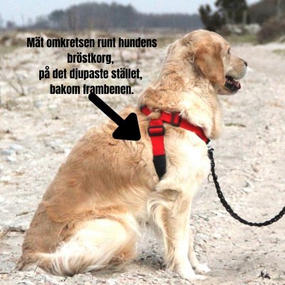 Zoom bild av VGW-sele Bälte Extension svart, flera storlekar