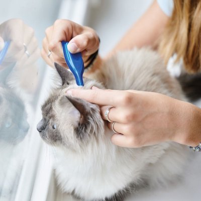 Zoom bild av Beaphar CatComfort Calming Spot-on 3x0,55ml