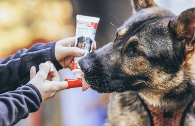 Zoom bild av Beaphar Tandkräm m enzymer hund & katt 100g