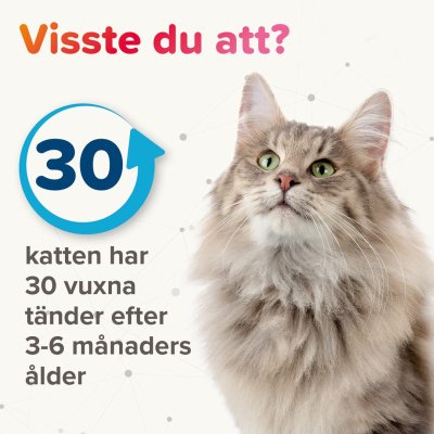 Zoom bild av Beaphar Tandkräm m enzymer hund & katt 100g