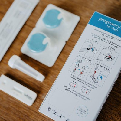 Zoom bild av Bellylabs Dräktighetstest Hund