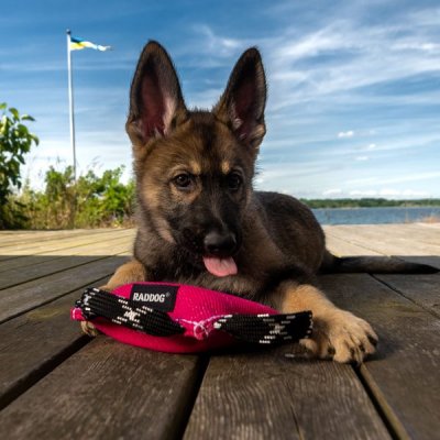 Zoom bild av Bitkudde RADDOG Ringo