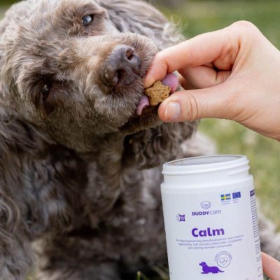 buddy calm chews kosttillskott stress hund tryptofan lugnande glutenfri