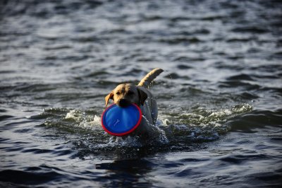 Zoom bild av Chuckit Paraflight frisbee