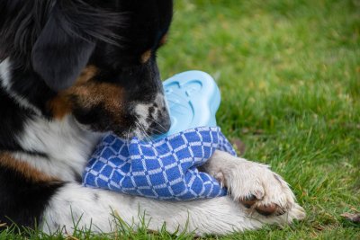 Zoom bild av CoolPets Cooling Kylklamp Pingvin