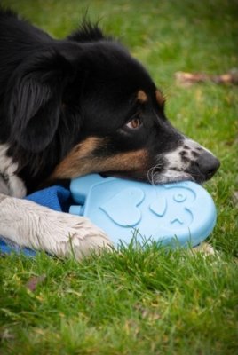 Zoom bild av CoolPets Cooling Kylklamp Pingvin