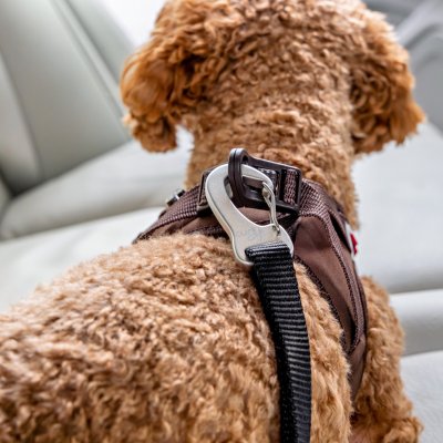 Zoom bild av Curli Säkerhetsbälte för bil V2 car safety belt svart röd silver metall hund i bil bilbälte bilkoppel hundkoppel bil bilbur