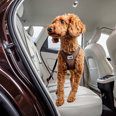Zoom bild av Curli Säkerhetsbälte för bil V2 car safety belt svart röd silver metall hund i bil bilbälte bilkoppel hundkoppel bil bilbur
